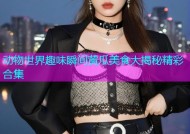 动物世界趣味瞬间黄瓜美食大揭秘精彩合集