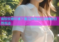 南极极寒环境下黄瓜种植全纪录揭秘自然奇迹