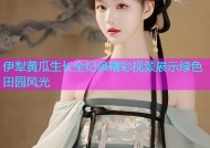 伊犁黄瓜生长全纪录精彩视频展示绿色田园风光
